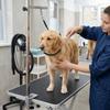 Single Buckle Pet Table Lanyard Adjustable Length Dog Fastening Strap Pet Safety Tie  Pet Salon Use