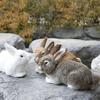 Lifelike Faux Fur Rabbit Toy Realistic Rabbit Doll Animal Figurines  Gift Home Decor Crafts Desktop Ornaments Photography Props