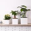Square Plastic Desktop Flower Pot for Home and Office Gardening