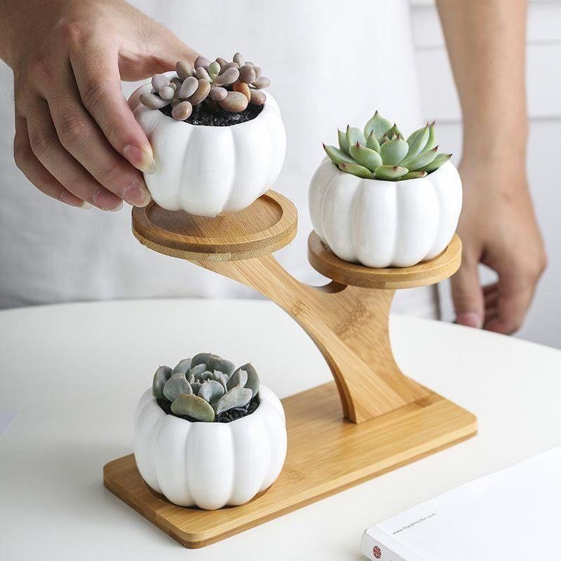 Unique Tree Branch Shaped Succulent Pot Stand Wooden Desktop Succulent Plant Pots Holder Flowerpots for Windowsill Tabletop Decor