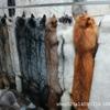 Whole Fox Fur Neck Warmer: Red, White, Blue, Grass Fox with Leather Fur, Winter Scarf.
