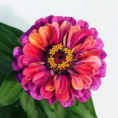 150 Mystic Rose Zinnia-zaden
