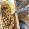 Z-Shape Honey Scraper Stainless Honey Uncapping Tool Beekeeper Long Beehive Cleaning Scraper