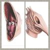 Adult Beetlejuice Barbara Adam Monster Mask Couple Freaky Cosplay Party Costumes