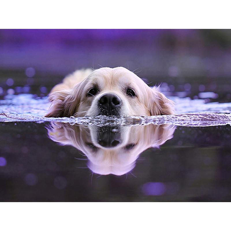 Dog DIY 5D Diamond Painting Dog Full Round Rhinestones Animal Diamond Embroidery Cross Stitch Kit Handmade Gift Home Decor