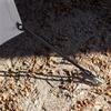10/50Pcs Bungee Cord With Hooks High Elasticity Expander With Hooks Rubber Tensioner With Hooks For Camping Tarpaulin