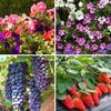 20ml Gibberellic Acid Liquid Garden Farm Backyard Plants Growing Necessary