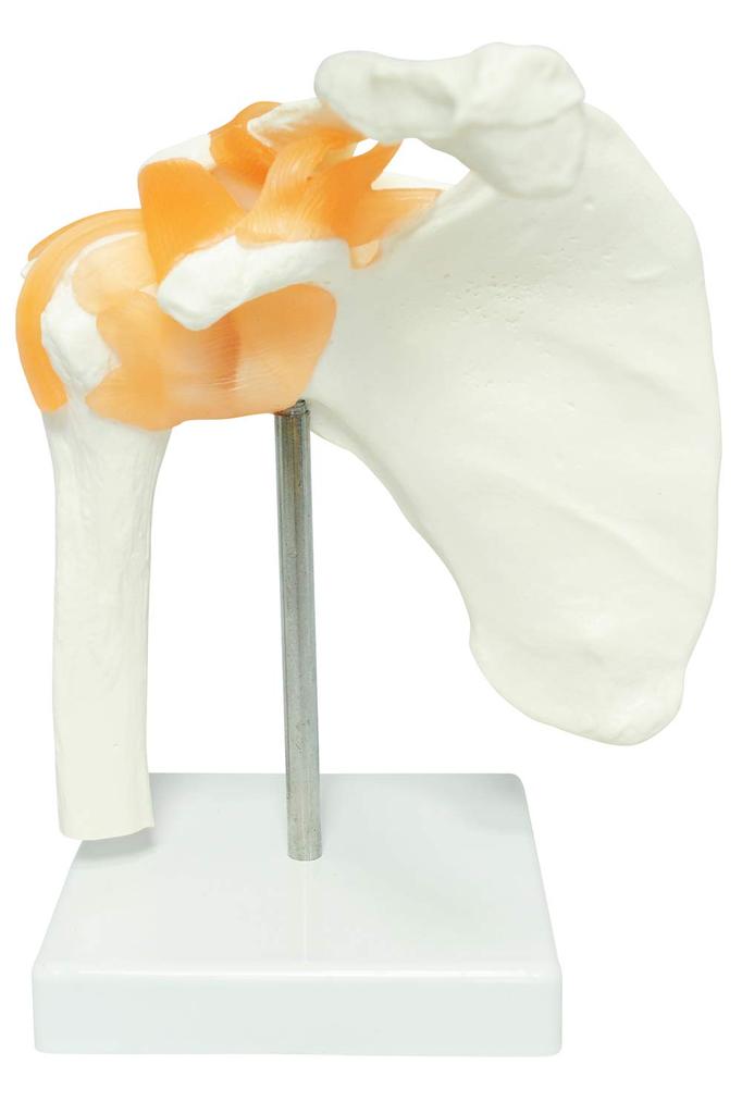Monolife Scapula, Shoulder Joint, and Clavicle Model, Human Skeleton Model, Specimen, Ligaments, Right Shoulder, Removable Base, for Medical Education