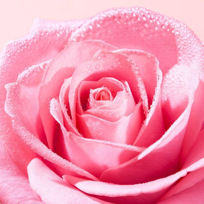 Eau Micellaire Jumbo Collector 750 ml Très rose Nuxe