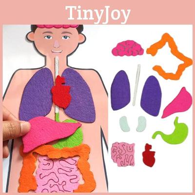 Kit d'enseignement en tissu non tissé pour la reconnaissance des organes humains à faire soi-même pour enfants, ensemble de matériel pour expérience scientifique