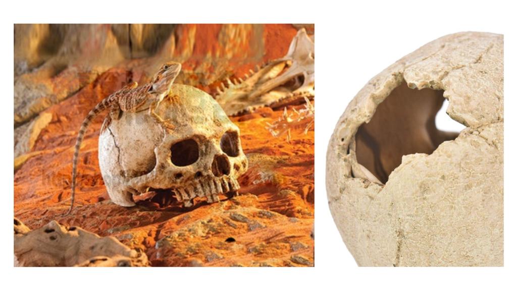 Heizi Reptile Shelter Cage, Skeleton Shape, for Leopard Geckos, Bearded Dragons, and Leopard Geckos (Skull)