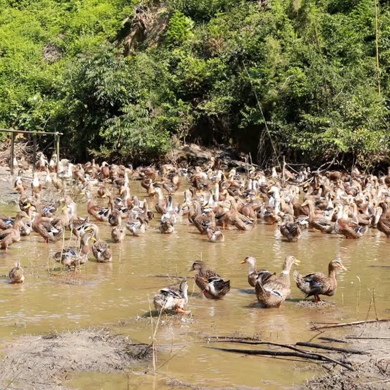 Dr. Yang Free-Range Duck