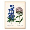 Antique Botanical Canvas Art Posters and Prints , Vintage Botanical Wall Art Painting Pictures for Living Room Home Decor