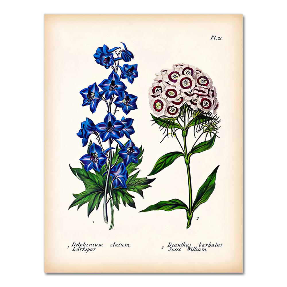 Antique Botanical Canvas Art Posters and Prints , Vintage Botanical Wall Art Painting Pictures for Living Room Home Decor