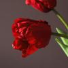 Flores de Tulipán Artificiales Tacto Real Tulipán de Tallo Largo Ramo con Hojas para Ramo de Boda Arreglo Floral de Primavera Decoración de Mesa para el Hogar