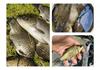 High Sensitivity Carp Fishing Float: Eye-Catching, Thickened, Short-Tail Design for Shallow Waters