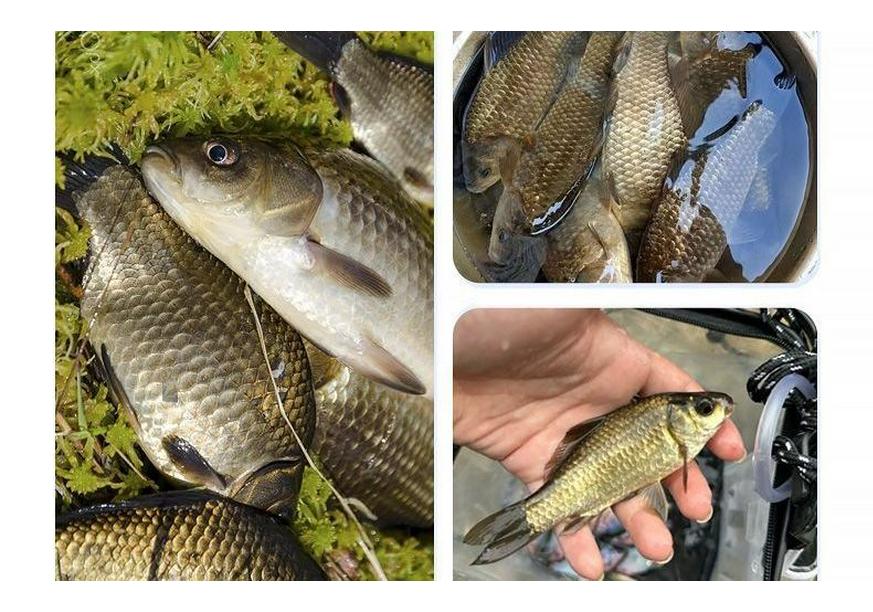 High Sensitivity Carp Fishing Float: Eye-Catching, Thickened, Short-Tail Design for Shallow Waters