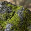 Artificial Lichen Stones Lifelike Rocks Natural