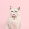 Bowknot Pet Collar Heart Pendant Cats Bow Tie Creative Cat Collars  Pets Accessories