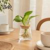 Water Culture Vase Hydroponic Planter with Lid, Glass-Like Clear Plant Propagation Station, Desktop Pot Flower for Cuttings, Home Office Desk