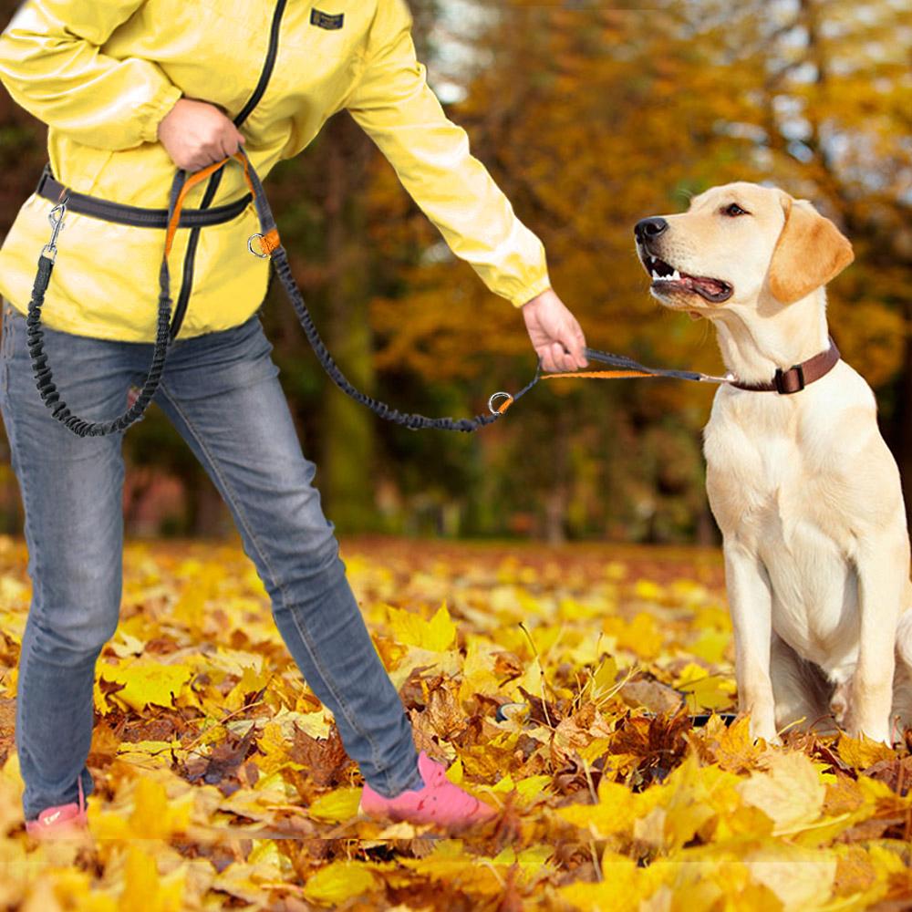 Professional 2022 New Reflective Leash Traction Rope Pet Dog Running Belt Elastic Hands Freely Jogging Pull Dog Leash Metal D-ring Leashes