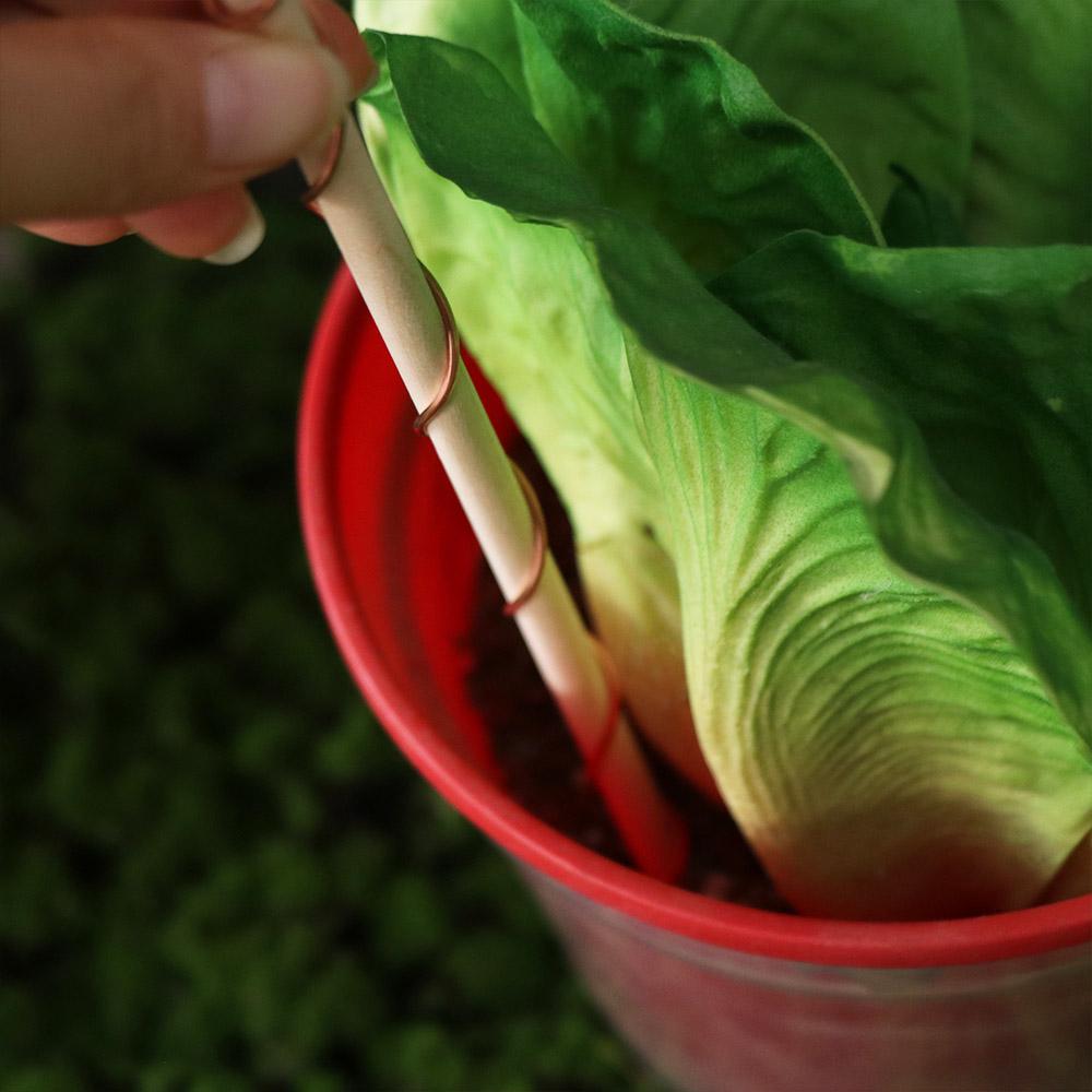 Copper Electroculture Plant Stakes Wire Coil Wood Rod Electroculture Vegetables Stake Plant Support Frame Vegetables