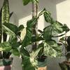 Plant Moss Pole Plant and Flower Climbing Frame Self Watering Device Tutors for Plants Support Garden Accessories