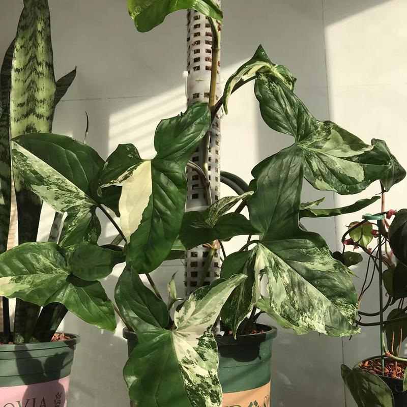 Plant Moss Pole Plant and Flower Climbing Frame Self Watering Device Tutors for Plants Support Garden Accessories