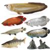 Solid Static Simulation Marine Animal Model Plastic Ornament Golden Arowana Silver Arowana Children'S Toy Figure