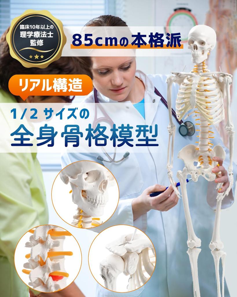 KIYOMARU Realistic and Reproducible Size Full Body Skeleton Human Body Bone Supervised by a Physical Approximately Skeletal Skeleton Movable Large