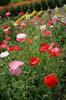 Fukukaen Seeds Shirley Poppy "Landscape Single Mix" Seeds, 100ml