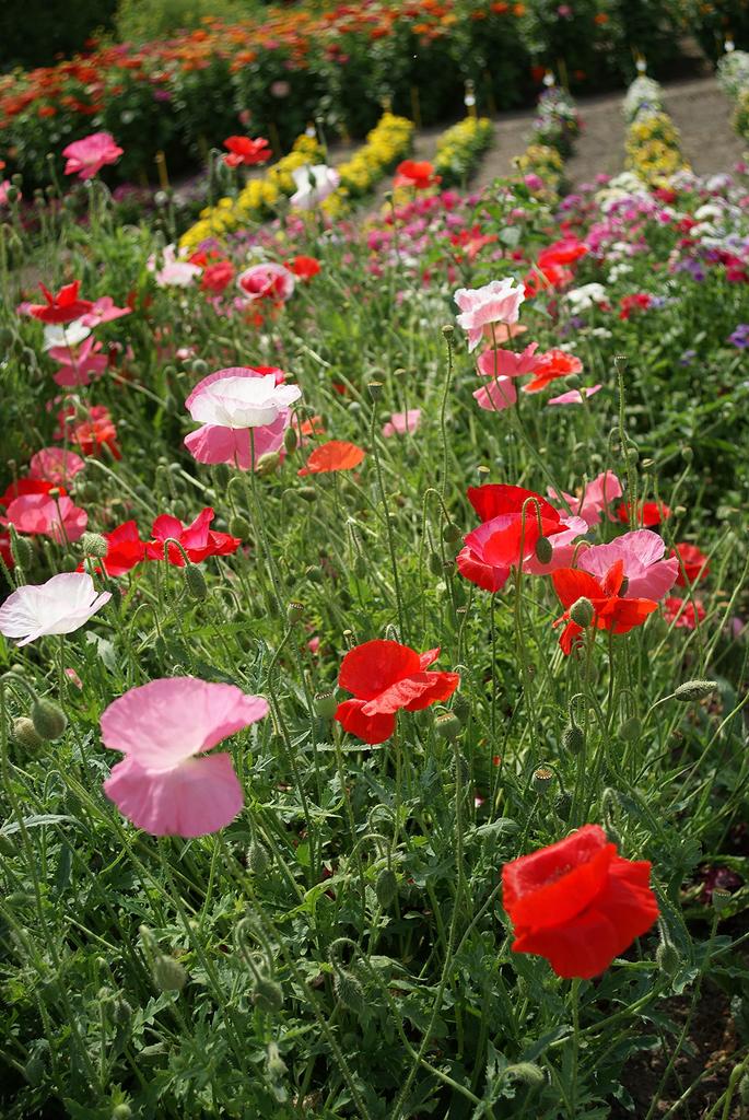 Fukukaen Seeds Shirley Poppy "Landscape Single Mix" Seeds, 100ml