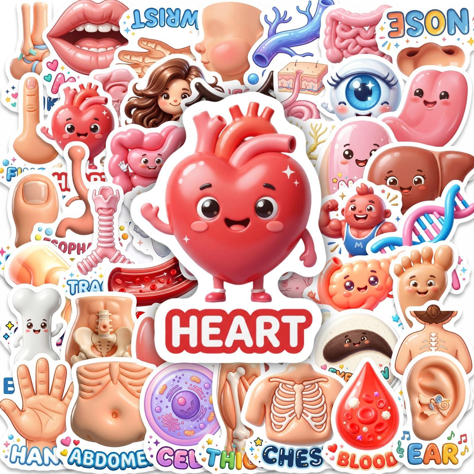 

50 Cartoon Cute Human Organ Stickers Children S Cognitive Enlightenment Puzzle Fun Waterproof Decorative Stickers