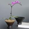 Copper Coin Grass Hydroponic Landscaping Flower Pot Ceramic Creative Simple Narcissus Kiln Change Retro Non-Porous Pot Indoor Household