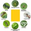 20Pcs Strong Fly Traps Bugs Sticky Board Dual-Sided Catching Aphid Insect Pest Control Whitefly Thrip Leafminer Glue Sticker