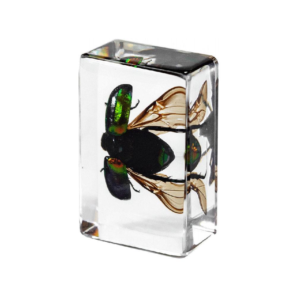 Okazy Owadów: Prawdziwy Pająk, Skorpion, Osa Błotna w Przezroczystej Żywicy do Nauczania i Dekoracji