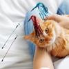 Teaser Cat Toy Interactive Relieve Boredom Plastic Attractive Teaser Stick for Indoor
