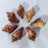 Seashell Hermit Crab Habitat Decor - Chicken Leg Shell for DIY Crafting and Painting