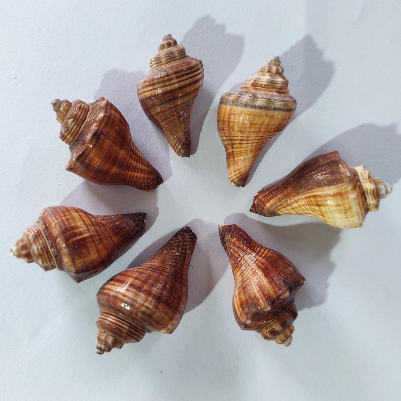 Seashell Hermit Crab Habitat Decor - Chicken Leg Shell for DIY Crafting and Painting