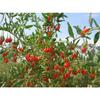 100g Natural Wolfberry Goji Berry Chinese Herbal Tea Green Food