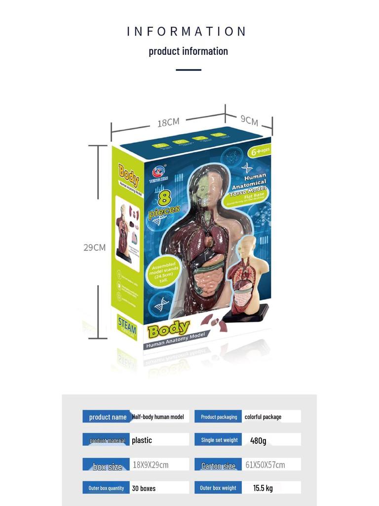 DIY Human Organ & Bone Model Set for Early Education & Kindergarten Students