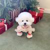 Pet hooded four-legged clothing for small dogs, new autumn style
