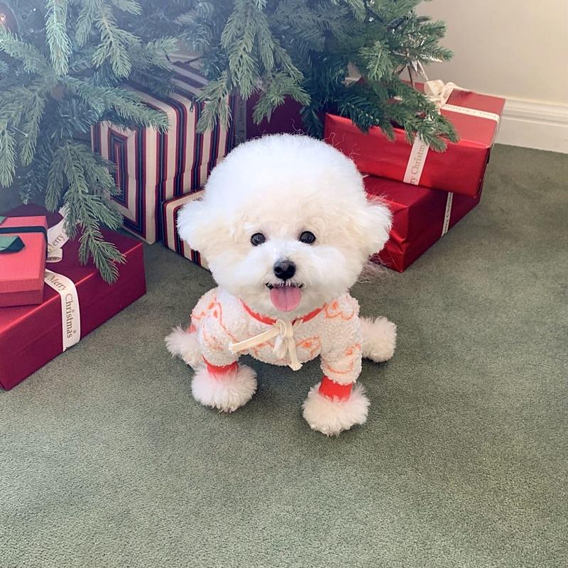 Pet hooded four-legged clothing for small dogs, new autumn style