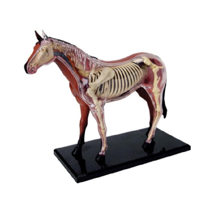 

Horse Anatomy Model with Detachable Organs Body Parts for Child 1