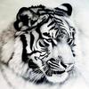 Full Drill Square Diamond Painting Tiger Needlework Art Diamond Embroidery Animal Diamond Mosaic Handicraft Home Decor