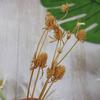 Preserved Eryngium Blue Planet Glass Dome DIY Wedding Flowers