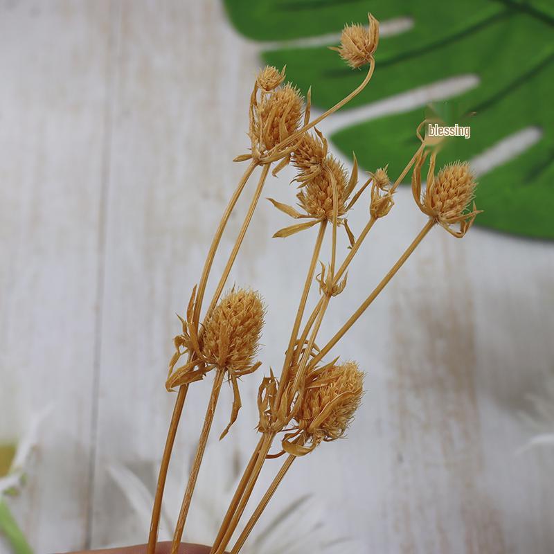 Preserved Eryngium Blue Planet Glass Dome DIY Wedding Flowers