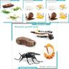 Insect Dragonflies Snails Life Cycle Model Pvc Educational Display For Science Learning
