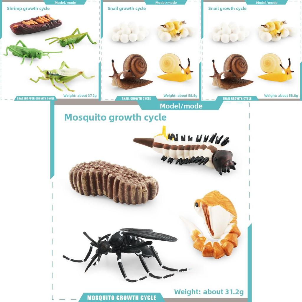 Insect Dragonflies Snails Life Cycle Model Pvc Educational Display For Science Learning