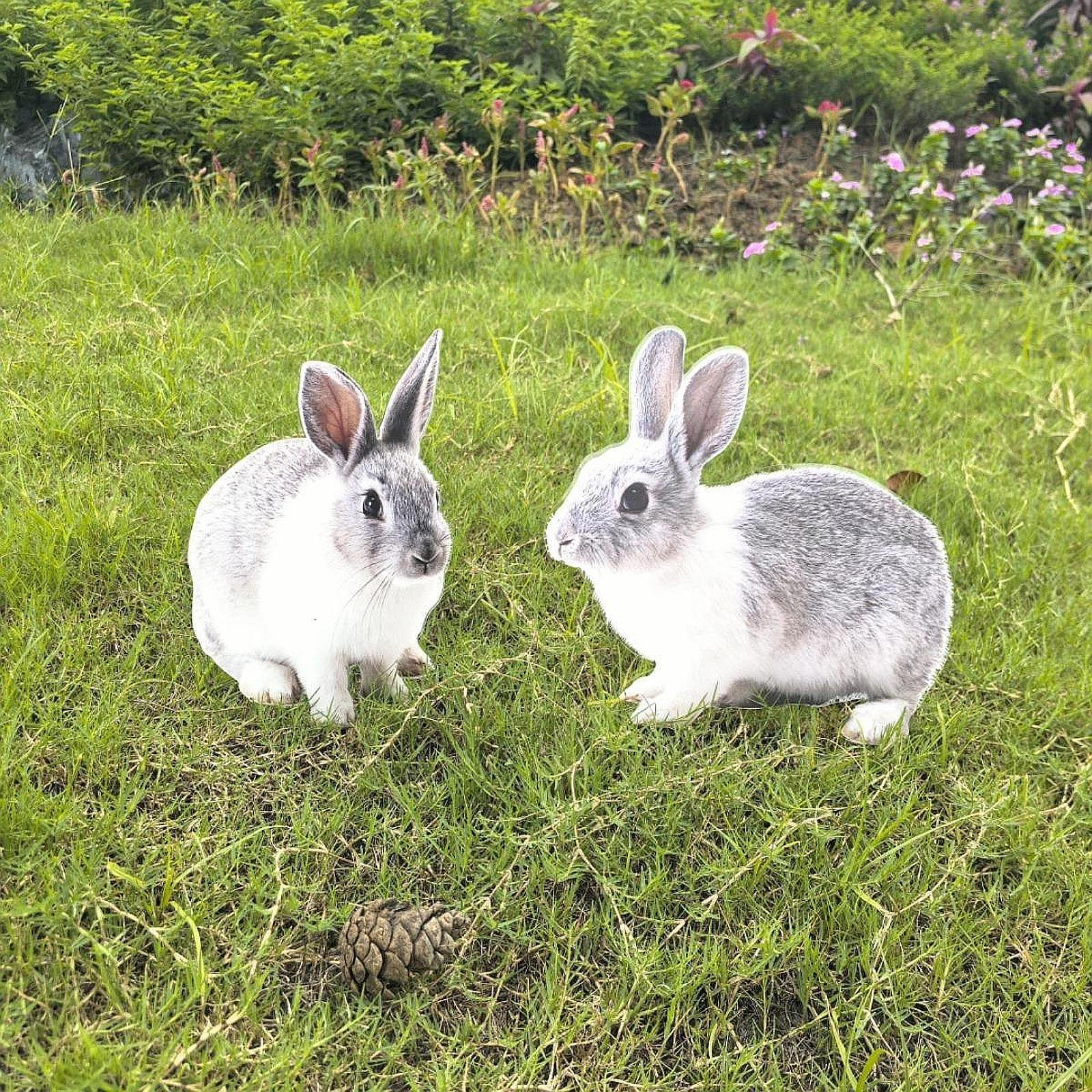 

2 шт. Декоративные садовые колышки Декор для цветочного горшка 2D Кролик Акриловая табличка для внутреннего и наружного двора